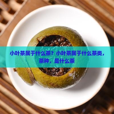 小叶茶属于什么茶