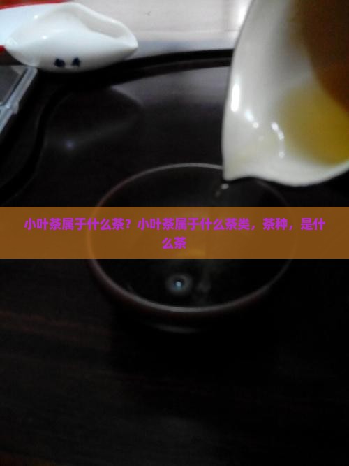 小叶茶属于什么茶