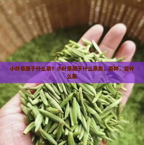 小叶茶属于什么茶