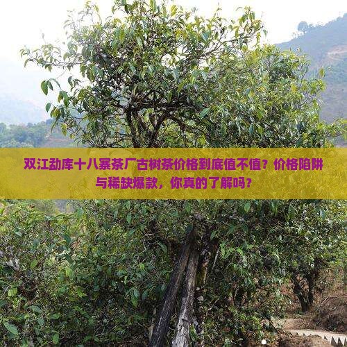 双江勐库十八寨茶厂古树茶价格