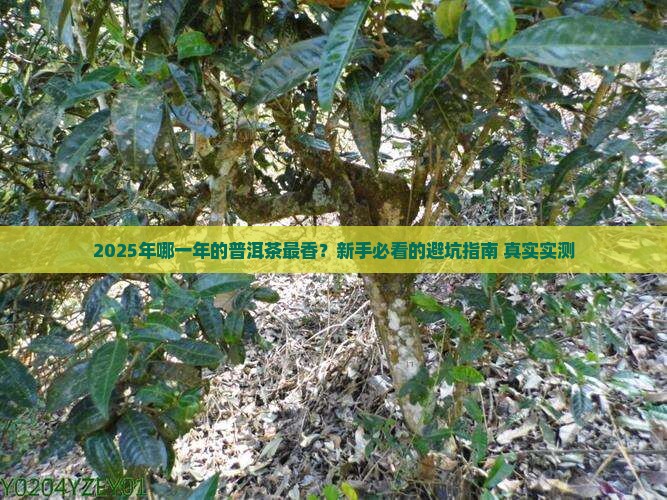 哪年的普洱茶生长好