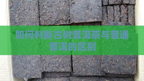 如何判断是古树普洱茶