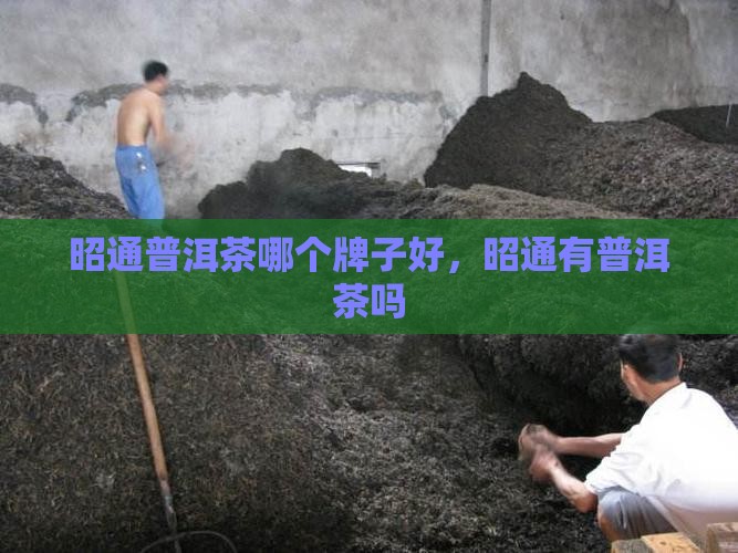 昭通普洱茶哪个牌子好
