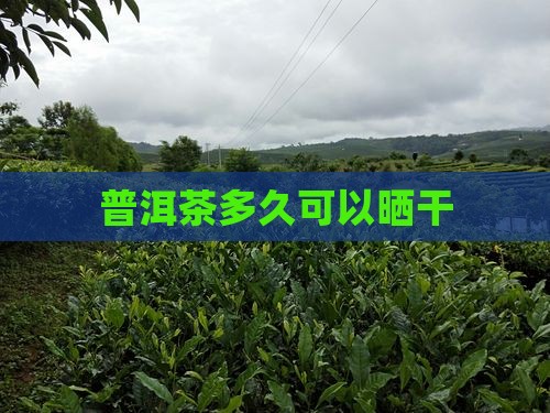 普洱茶多久可以晒干