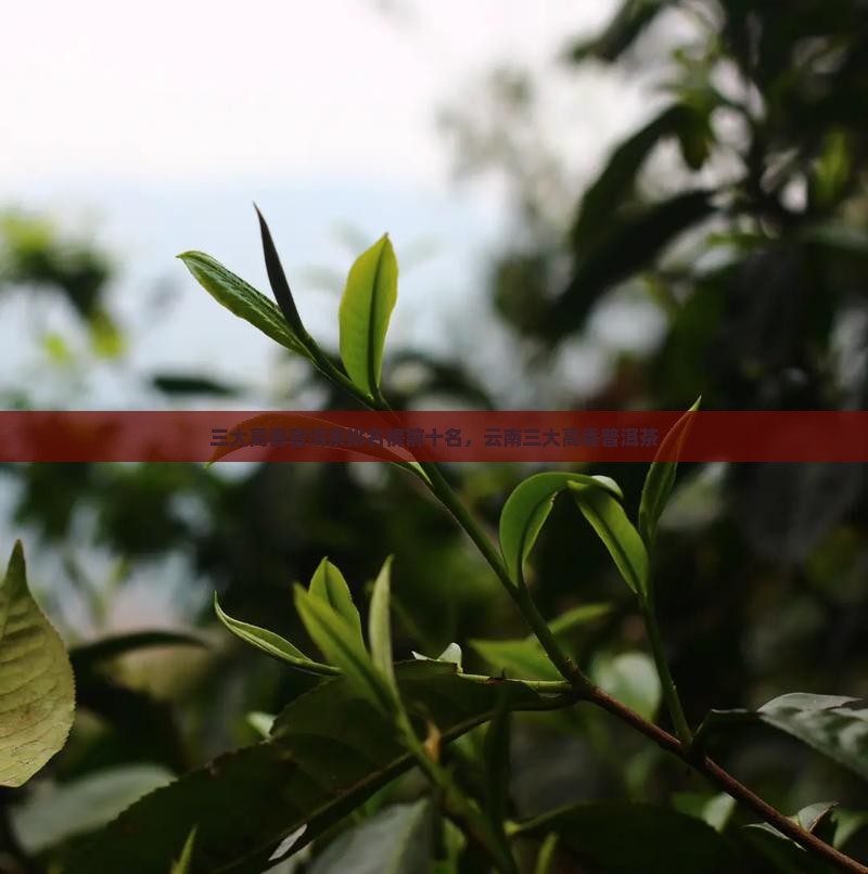 三大高香普洱茶排名榜前十