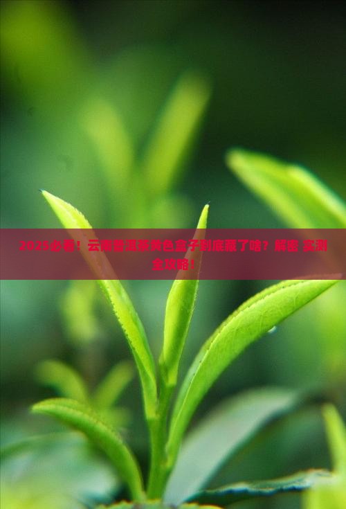 云南普洱茶黄色盒子是什么茶 云南普洱茶黄色盒子是什么茶