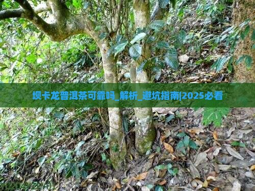 坝卡龙普洱茶可靠吗