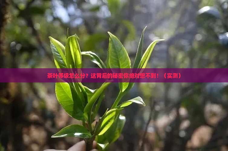 茶叶等级如何划分茶叶分类的依据