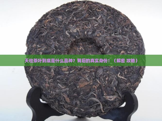 天柱茶叶是什么品种