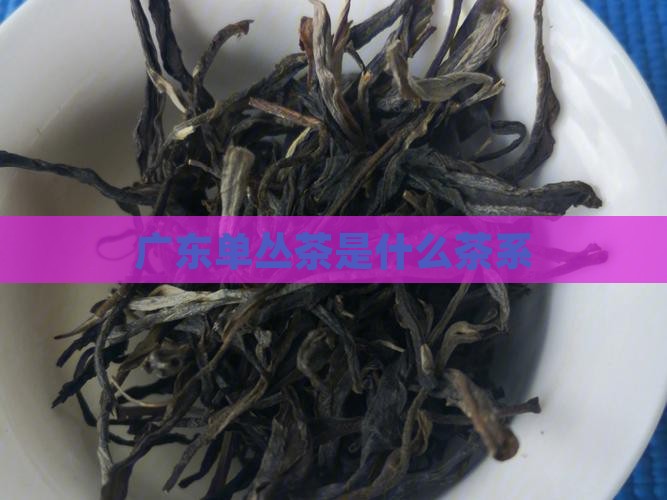 广东单丛茶是什么茶系
