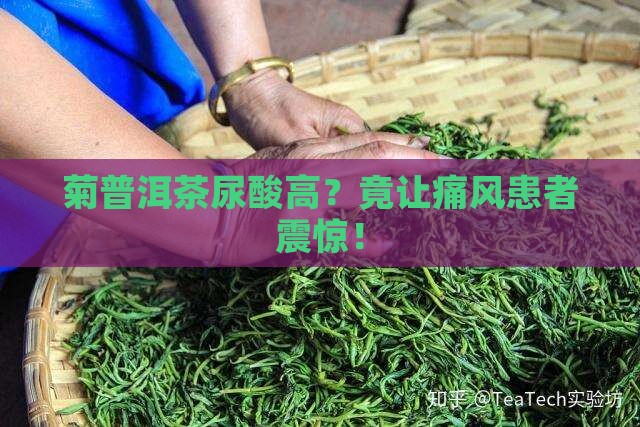菊普洱茶尿酸高