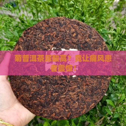 菊普洱茶尿酸高