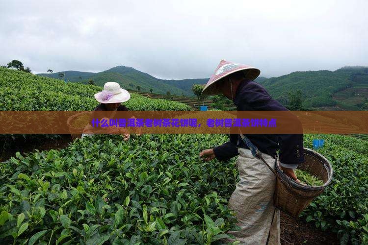 什么叫普洱茶老树茶花饼