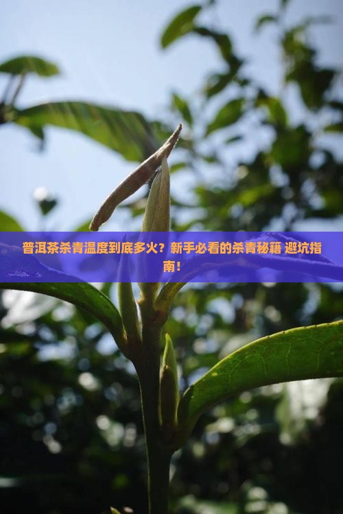 普洱茶传统杀青温度