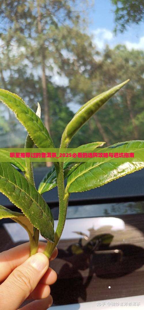 明星推荐过的普洱茶