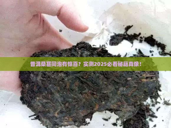 普洱和桑葚可以一起泡吗