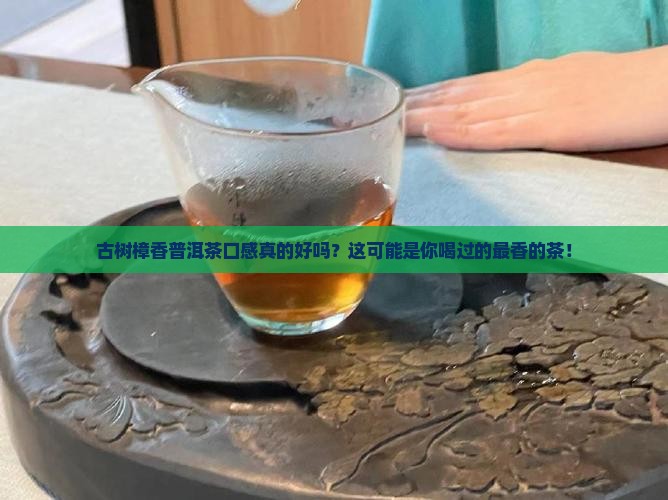 古树樟香普洱茶口感