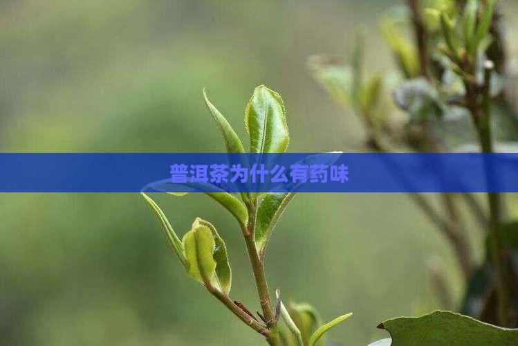 普洱茶为啥有药味