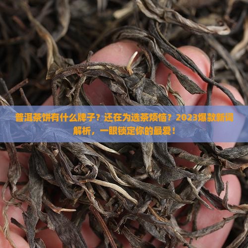 普洱茶饼有什么牌子