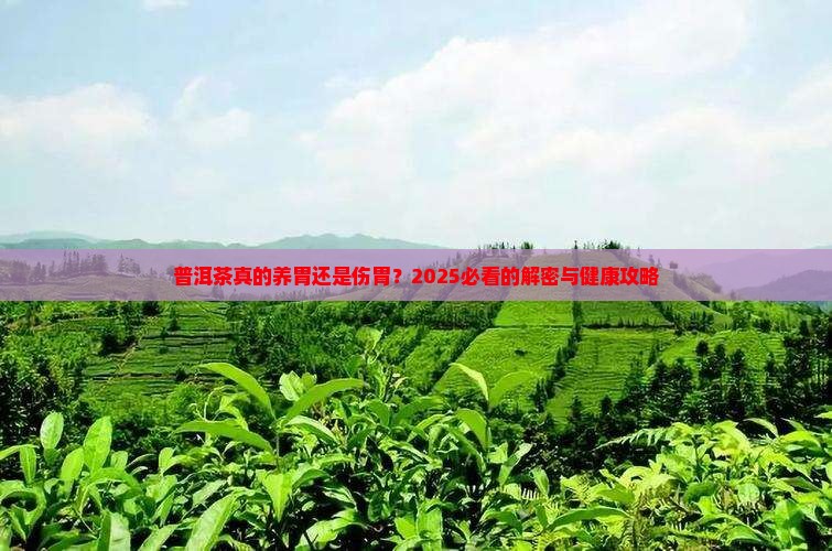 普洱茶对胃的益处和坏处