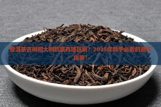 普洱茶古树跟大树区别 普洱茶古树跟大树区别