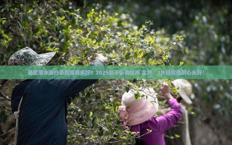 易武古树白茶易武落水洞茶区特点
