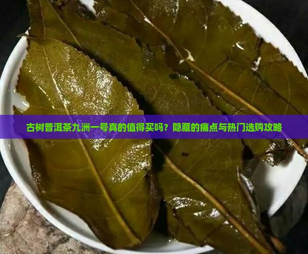 古树普洱茶九洲一号