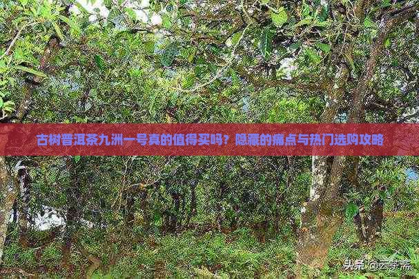 古树普洱茶九洲一号