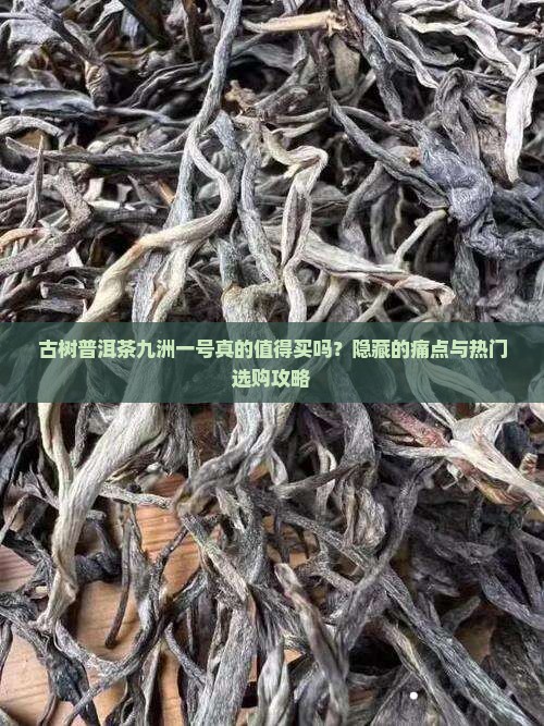 古树普洱茶九洲一号