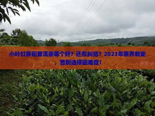 小叶红茶和普洱茶哪个好