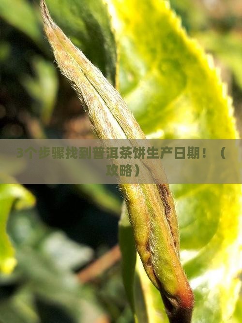 普洱茶饼生产日期在哪