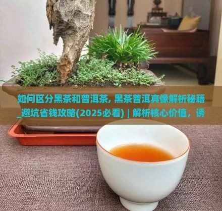 如何区分黑茶和普洱茶