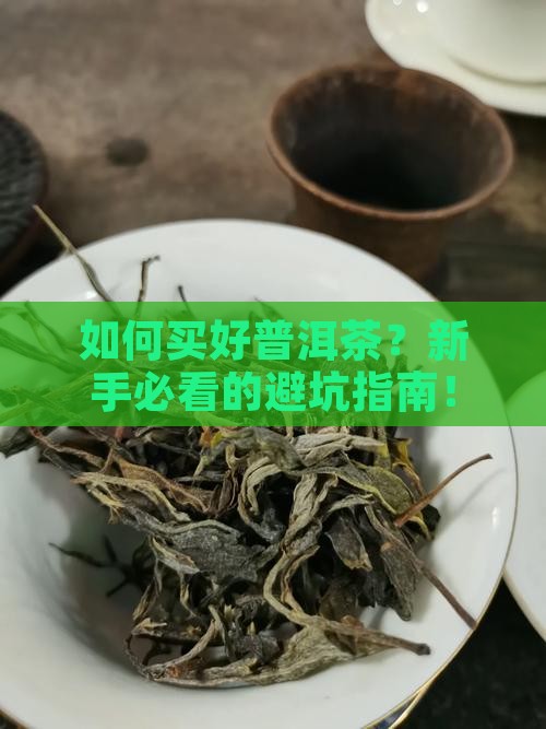 如何买好普洱茶