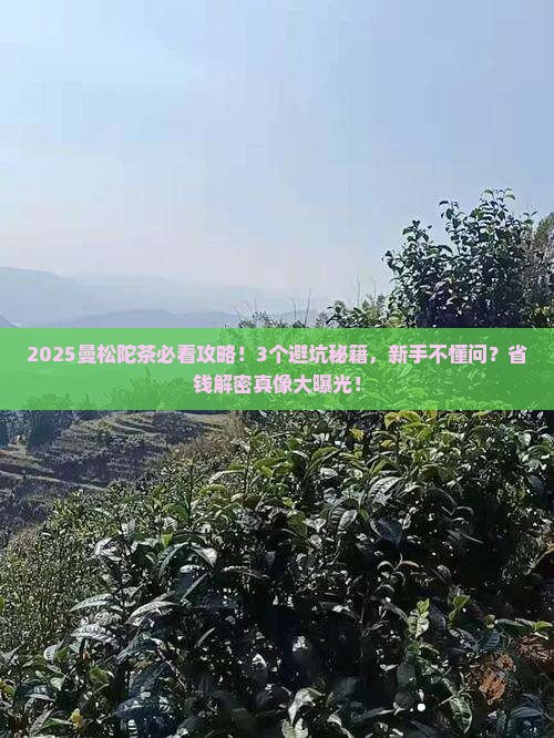 2012曼松陀茶