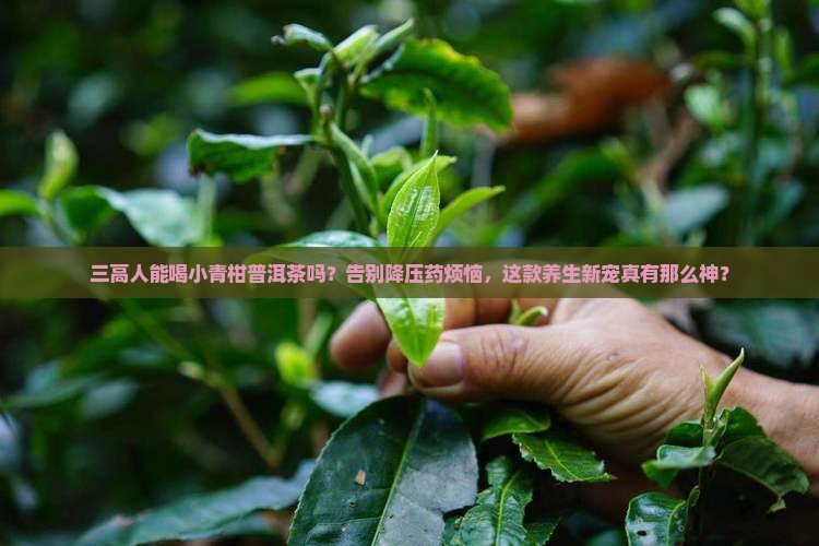 三高人能喝小青柑普洱茶吗