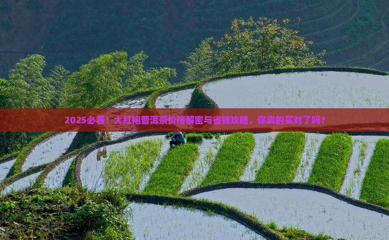 大红袍普洱茶价格