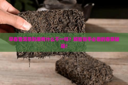 早春普洱茶的特点