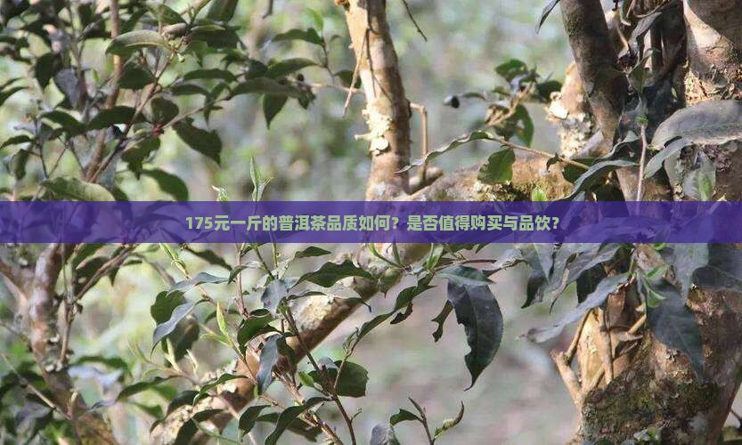 175元一斤的普洱茶品质如何？是否值得购买与品饮？