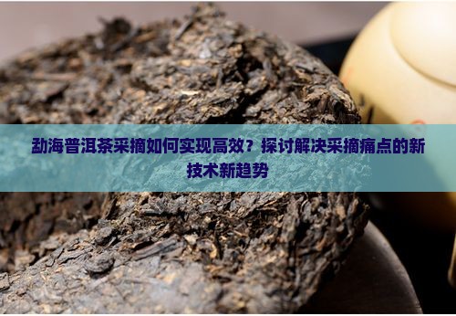 勐海普洱茶采摘如何实现高效？探讨解决采摘痛点的新技术新趋势