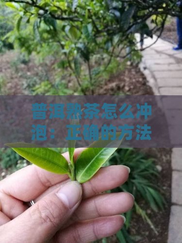 普洱熟茶怎么冲泡：正确的方法与技巧