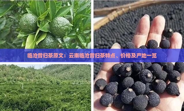 临沧昔归茶原文：云南临沧昔归茶特点、价格及产地一览
