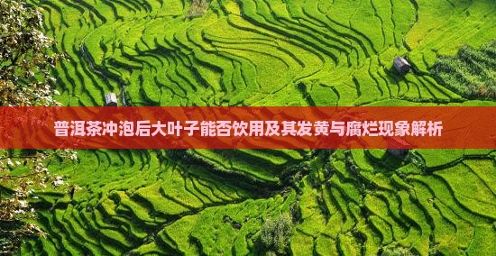 普洱茶冲泡后大叶子能否饮用及其发黄与腐烂现象解析