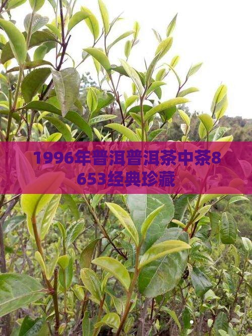 1996年普洱普洱茶中茶8653经典珍藏