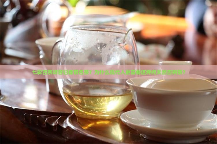 七彩古茶坊昔归春前名茶？为什么现代人更需要这种纯天然古树茶？