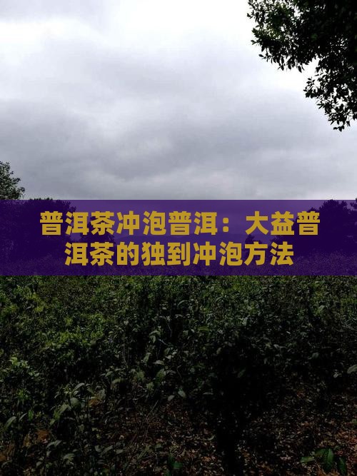 普洱茶冲泡普洱：大益普洱茶的独到冲泡方法