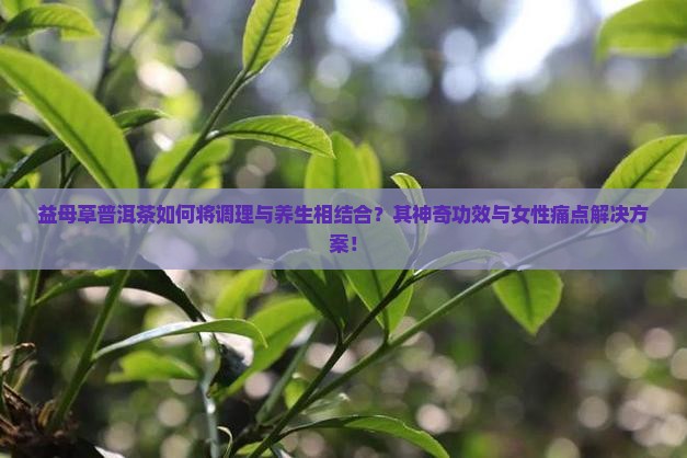 益母草普洱茶如何将调理与养生相结合？其神奇功效与女性痛点解决方案！