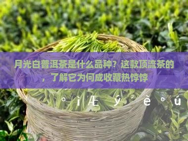 月光白普洱茶是什么品种？这款顶流茶的，了解它为何成收藏热饽饽