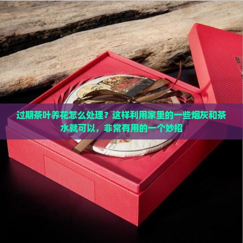 过期茶叶养花怎么处理？这样利用家里的一些烟灰和茶水就可以，非常有用的一个妙招