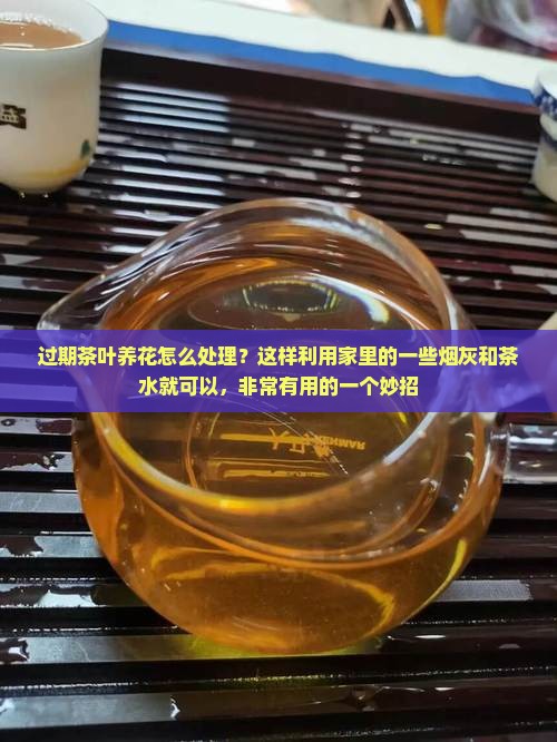 过期茶叶养花怎么处理？这样利用家里的一些烟灰和茶水就可以，非常有用的一个妙招
