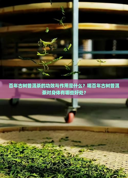 百年古树普洱茶的功效与作用是什么？喝百年古树普洱茶对身体有哪些好处？